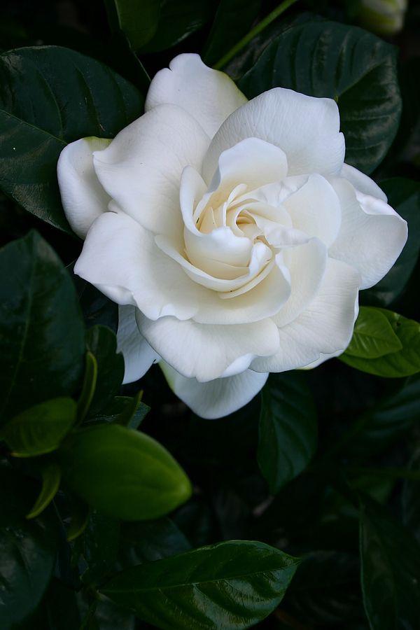 Enchanted Eve Floral Harmony